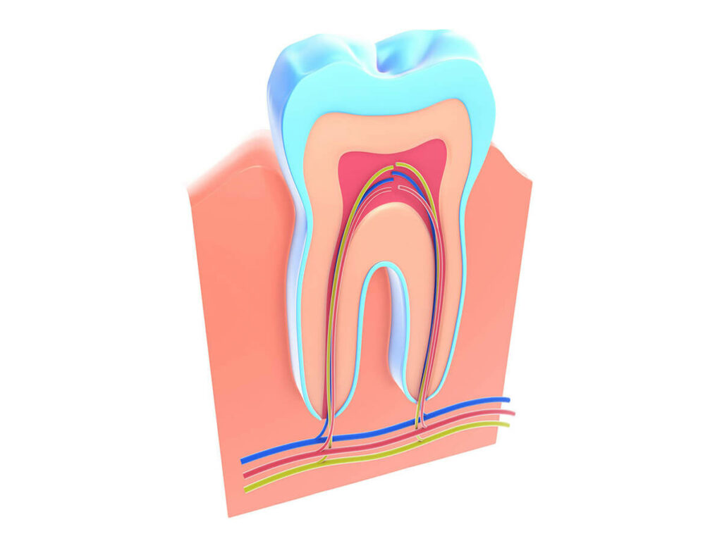 Illustration showing the root system and pulp inside a tooth